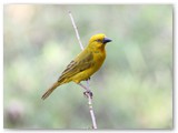 Golden Weaver, Nambwa campsite