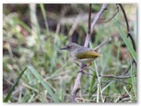Grey-backed Camaroptera, Nambwa campsite