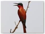 Southern Carmin Bee-eater, Mahango