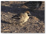 Sociable Weaver, Etosha, omgeving Okaukejo