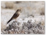 Greater Kestrel, Etosha, omgeving Okaukejo