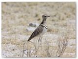 Double- banded Courser, Etosha, omgeving Okaukejo