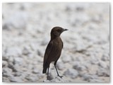 Southerh Anteating Chat, Etosha, Okondeka