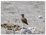 Burchell's Courser, Etosha, Okondeka