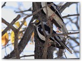 White-crested Helmeted Shrike, Halali, campsite
