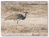 Kori Bustard, Etosha. bij Fisher Pan