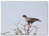 Southern Pale Chanting Goshawk