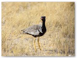 Northern Black Korhaan, Etosha, Fisher Pan