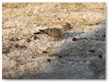 Emerald-spotted Wood-dove, Etosha, Dikdik drive