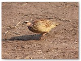 Crested Francolin, Ihaha, Chobe