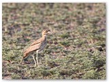 Water Thick-nee Ihaha, Chobe