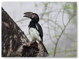 Trumpeter Hornbill, Kasane
