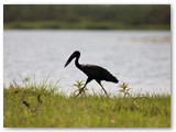 Open-billed Stork (African Open-bill), Ihaha, Chobe