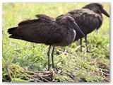 Hamerkop, Ihaha, Chobe