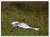 Squacco Heron (Ralreiger), Chobe rivier