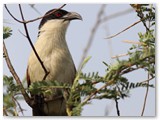 Coppery-tailed Coucal, Chobe rivier