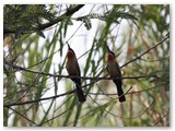 White-fronted Bee-eater, Kasane, Chobe