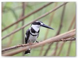 Pied Kingfisher, Chobe rivier