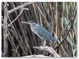 Green-backed Heron, Chobe rivier