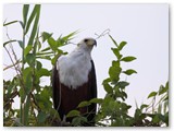 African Fish Eagle, Chobe rivier