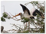 Yellow-billed Stork, Chobe rivier