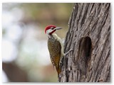 Bennet's Woodpecker, Moremi NP,Kwai (North Gate campsite) 
