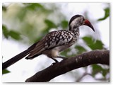 Bradfield's Hornbill, North Gate, Moremi NP