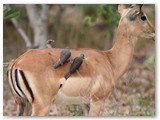 Red-billed Oxpecker, Moremi, Kwai