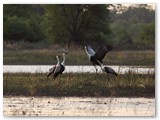Wattled Crane, Moremi, Kwai