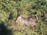 Waterbuck, Bwabwata