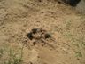 Pootafdruk bruine hyena