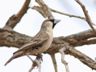 Sociable Weaver