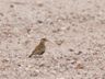 Grey-Backed Sparrowlark ?