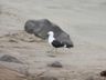 Cape (Kelp) Gull