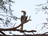 Southern Yellow-billed Hornbill