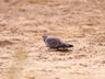 Speckled (Rock)Pigeon