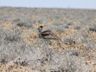 Kori Bustard