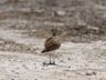 Burchell's Courser