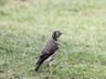 Groundscraper Thrush