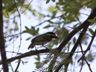 Acacia Pied Barbet