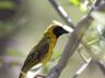 Masked Weaver