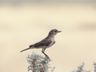 Marico Flycatcher
