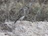 Dusky Lark (?)
