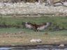 Brown Snake-Eagle