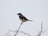 Lesser Grey Shrike