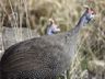 Helmeted Guineafowl