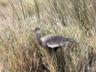 Northern Black Korhaan (juv)