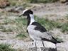 Blacksmith Plover (Lapwing)