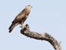 Steppe Buzzard (juv)