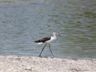 Black-winged Stilt (steltkluut)